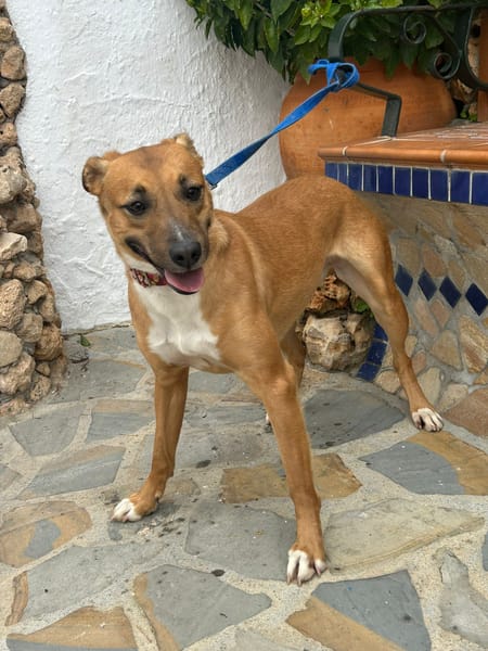 MARI-LOLI ( Los Reyes)