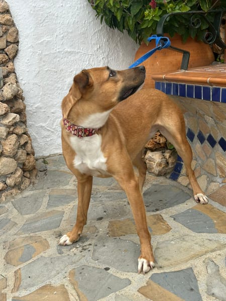 MARI-LOLI ( Los Reyes)