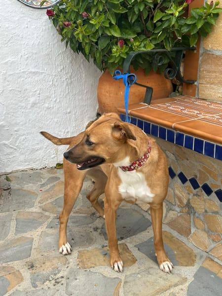 MARI-LOLI ( Los Reyes)