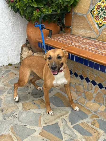 MARI-LOLI ( Los Reyes)