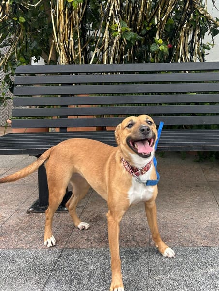 MARI-LOLI ( Los Reyes)