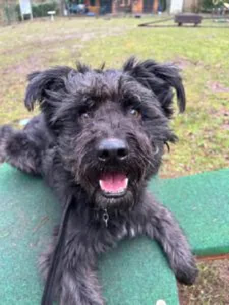 Yoschi macht viel Spaß