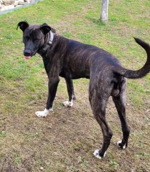 Sportskanone Sox sucht seine Familie