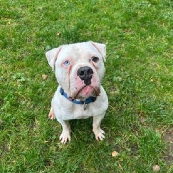 ICE, weißer Kuschelkerl mit Power