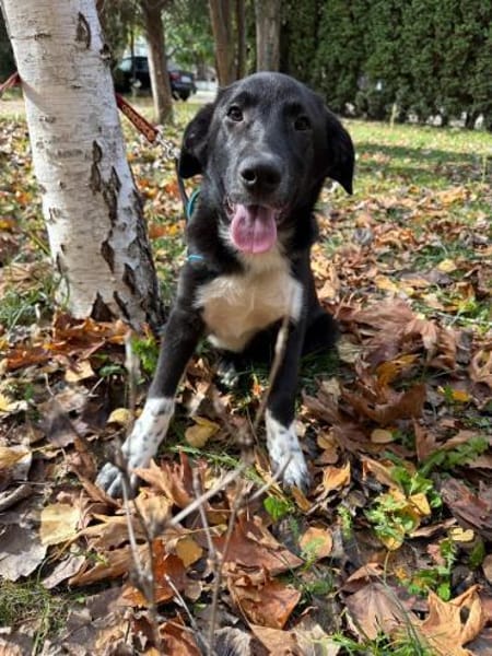 Byron sucht ein Zuhause