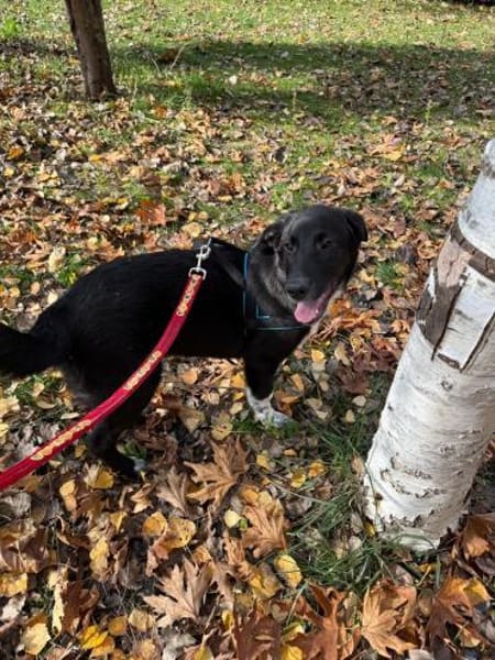 Byron sucht ein Zuhause