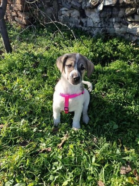 Joy sucht ein Zuhause