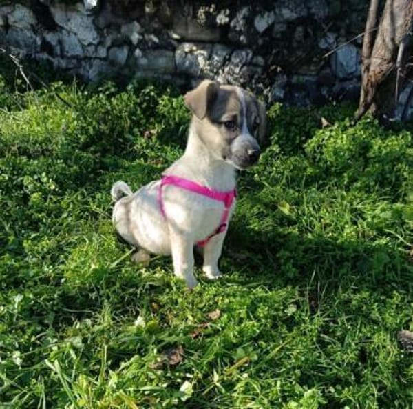 Joy sucht ein Zuhause