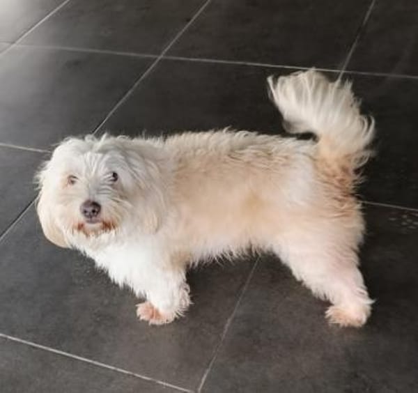 Kleiner Malteser Ollie sucht ein Zuhause