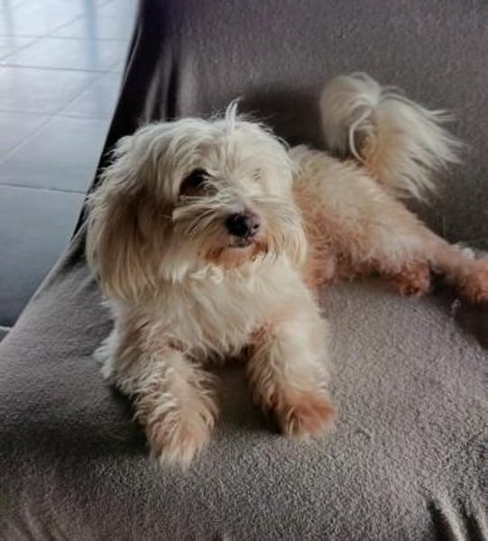 Kleiner Malteser Ollie sucht ein Zuhause