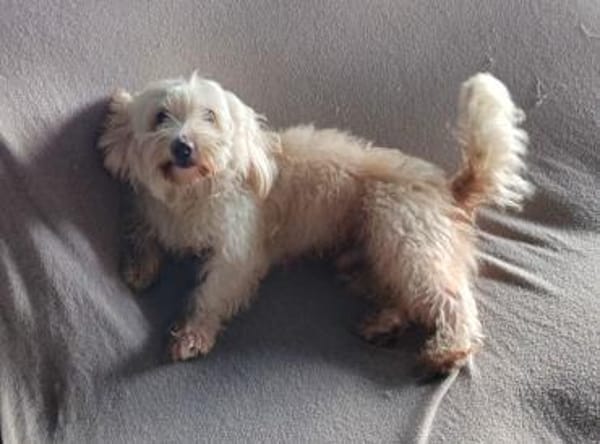 Kleiner Malteser Ollie sucht ein Zuhause