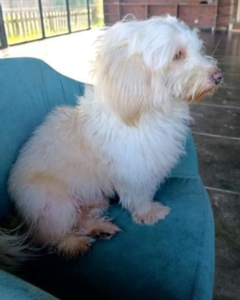 Kleiner Malteser Ollie sucht ein Zuhause