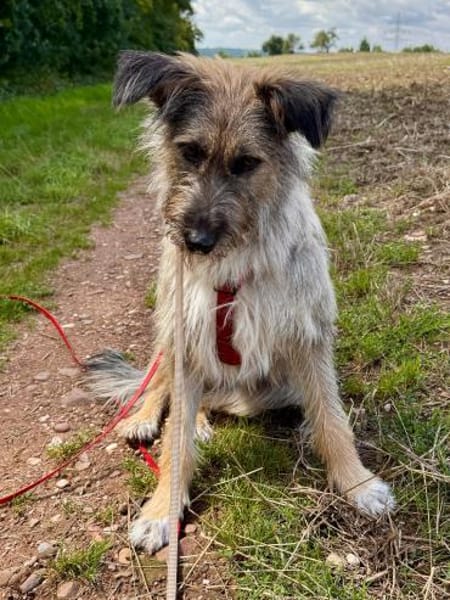 Toni(ta) - aktiver Traumhund