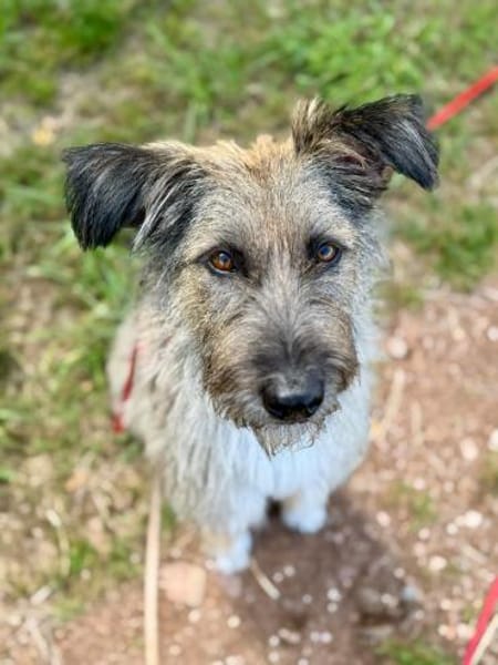 Toni(ta) - aktiver Traumhund