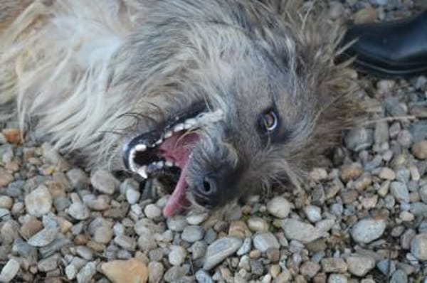 Toni(ta) - aktiver Traumhund