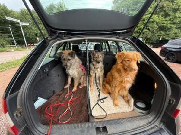 Toni(ta) - aktiver Traumhund