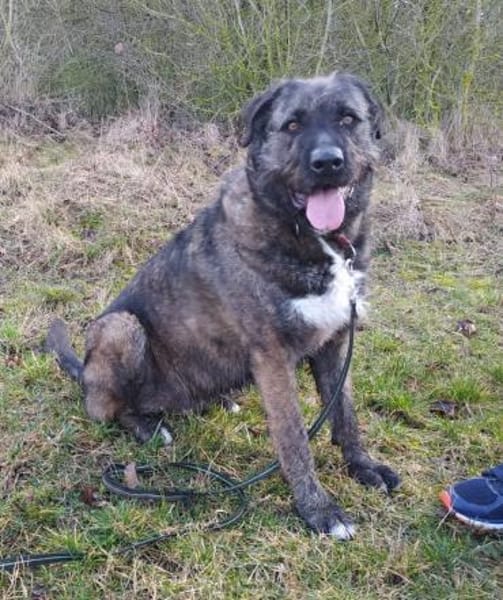 Abenteuerlustiger Duke sucht Reisebuddy