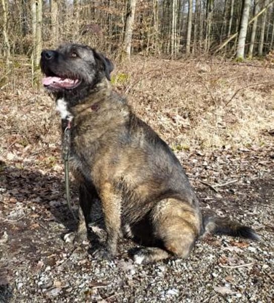 Abenteuerlustiger Duke sucht Reisebuddy