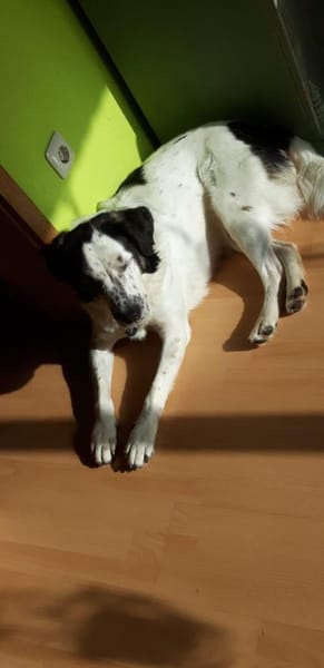 Laiko -PLZ 47239 Duisburg