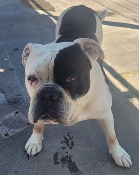 Captain, zurückhaltender Clown