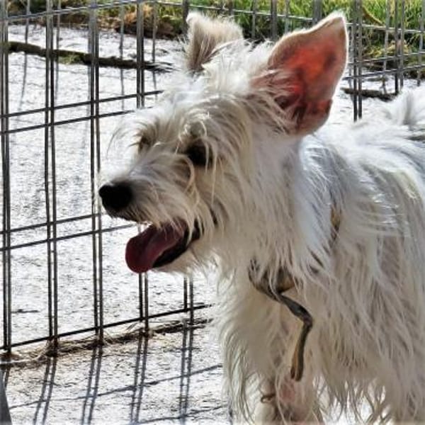 Kiki sucht einfühlsames Zuhause