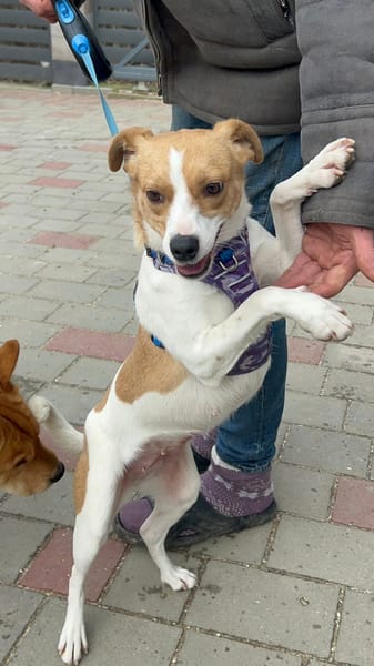 Bibi, 1 Jahr alt, Jack Russel mix