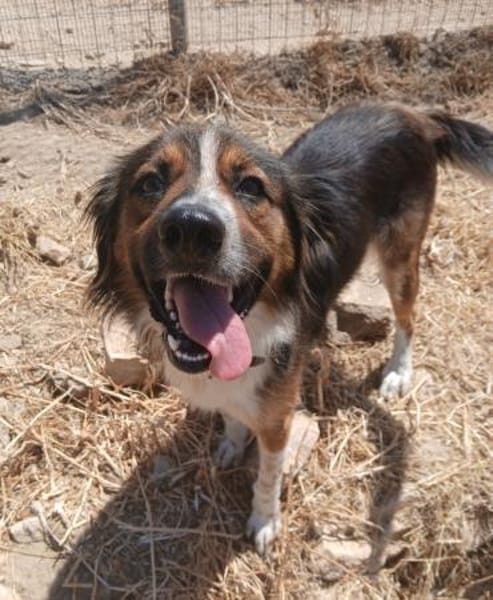 Aufgeweckter Raider sucht sein Glück