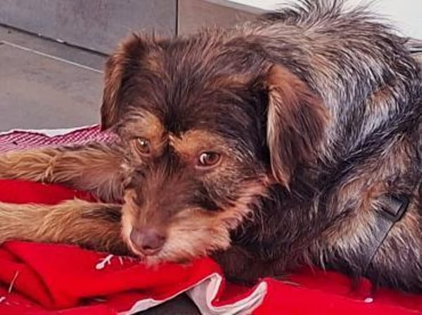 Nooka sucht ihr Zuhause