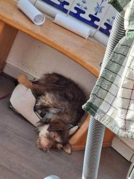 Nooka sucht ihr Zuhause