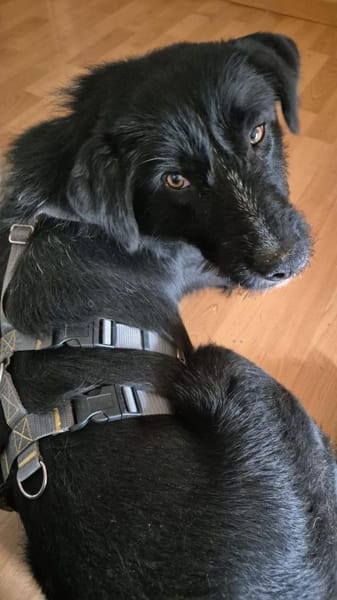 Fiete sucht sein Zuhause