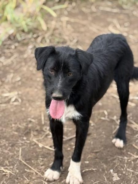 Fiete sucht sein Zuhause