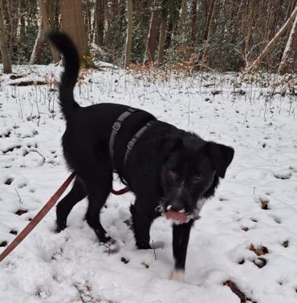 Fiete sucht sein Zuhause