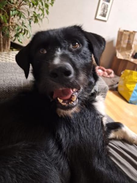 Fiete sucht sein Zuhause