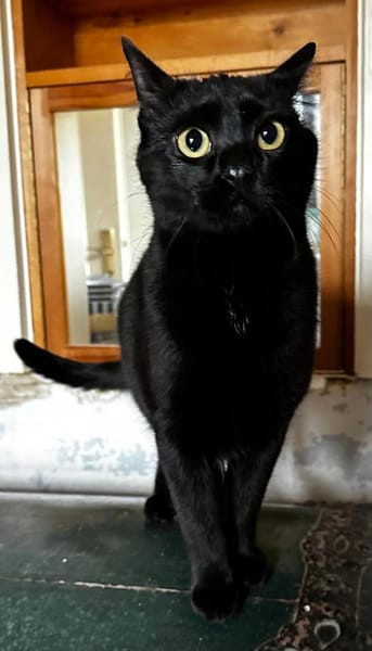 Mr. Jackson der Schmusekater!