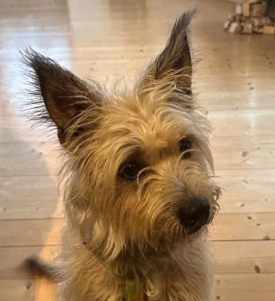 ROCKY 🐶 verträglich mit ALLEM!