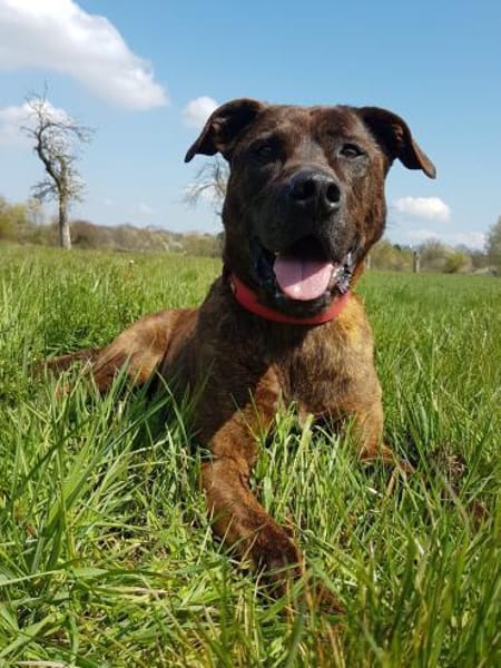 Lucky, verträglich mit Hunden