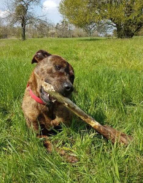 Lucky, verträglich mit Hunden