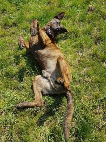 Lucky, verträglich mit Hunden