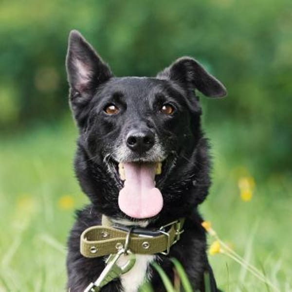 ASYA - Juwel auf 4 Pfoten