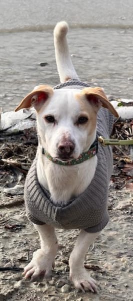 Manolo gibt nicht auf und sucht DIch