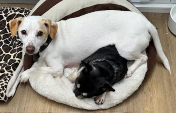 Manolo gibt nicht auf und sucht DIch