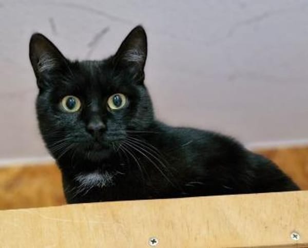 Blacky und Knöpfchen