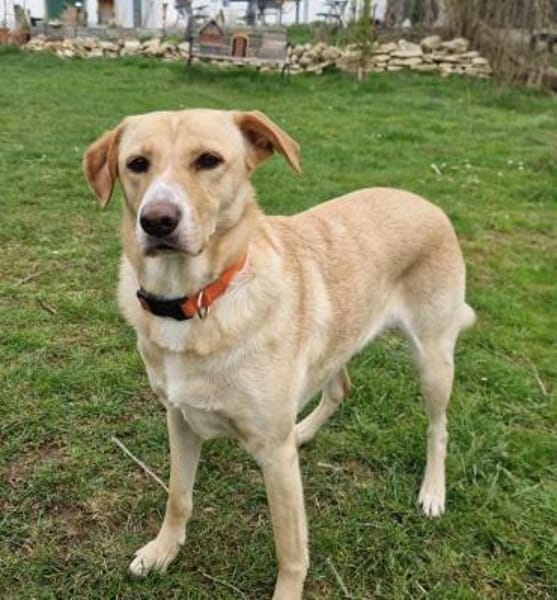 Gina, Pflegestelle in Baden Württemberg