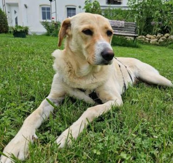 Gina, Pflegestelle in Baden Württemberg