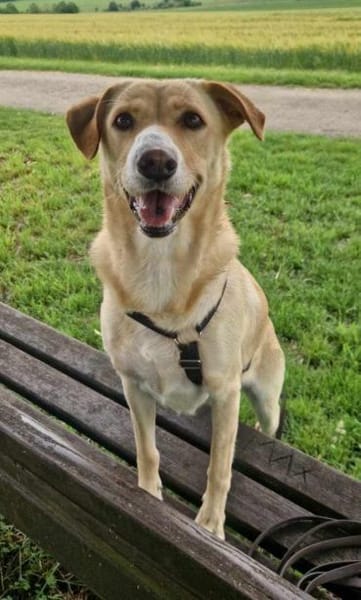 Gina, Pflegestelle in Baden Württemberg