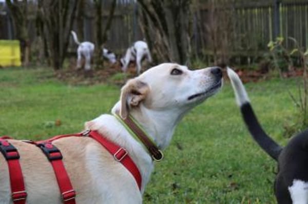 Morgana, Pflegestelle in Bayern