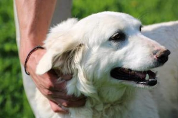 Chester - fröhlich u. aufgeweckt