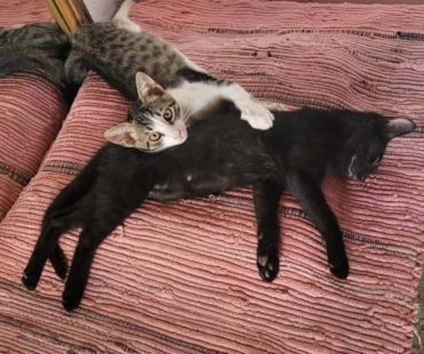 Tom und Jerry - diese beiden ....