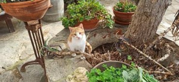 Kleiner Miraculix sucht Zuhause!