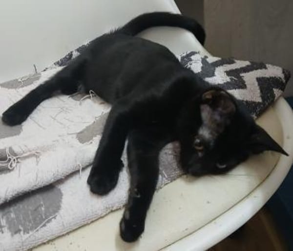 Kleine Mio sucht ihr Glück